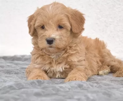 Maltipoo Safkan Köpeği