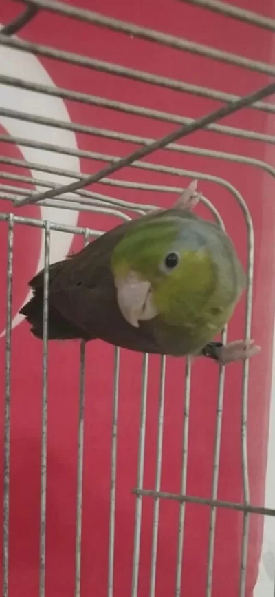 1 Yaşında Bilezikli Erkek Forpus Papağanı