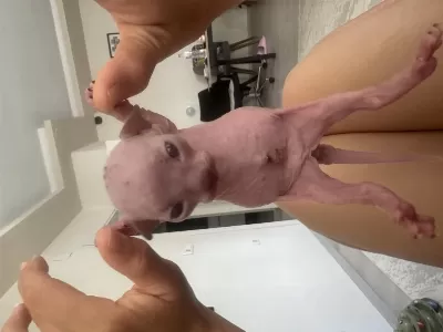 Sağlıklı 3 Baby Sphynx