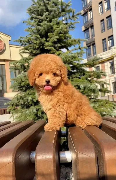 Harika Toy Poodle Köpekler
