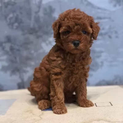 Toy Poodle Yavrulari