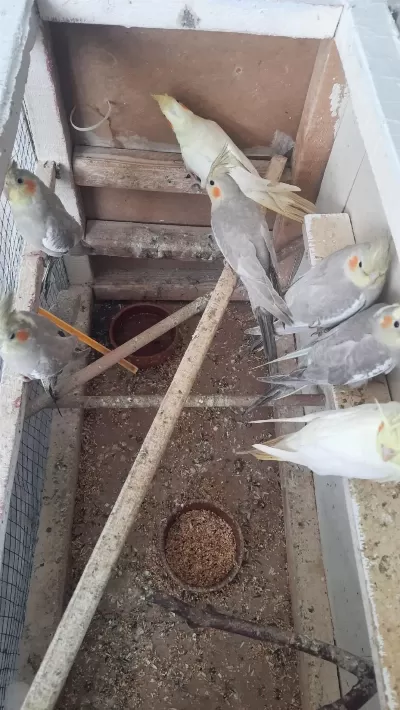 Sultan Papağanı 6 Aylık