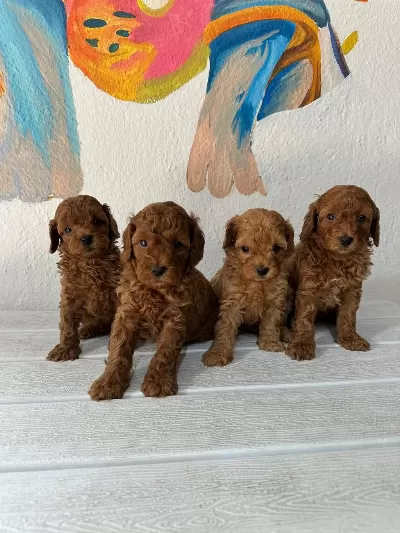 Denizli Merkez Teslime Hazir Poodle Yavrular