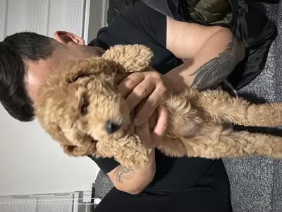 Sağlıklı Toy Poodle 4 Aylık