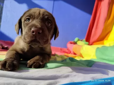 Üreticiden A Plus Kalite Labrador Yavrular