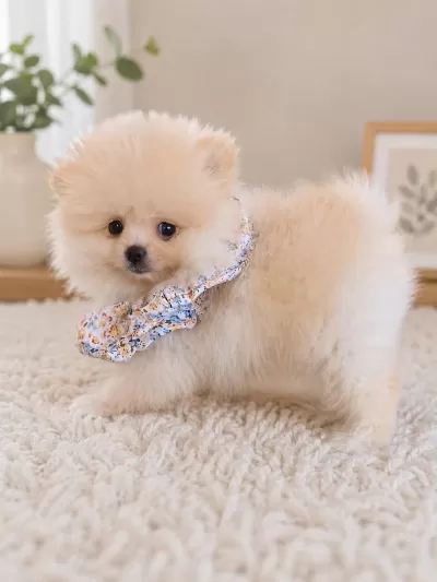 Pomeranian Yavrumuz Üst Kalite