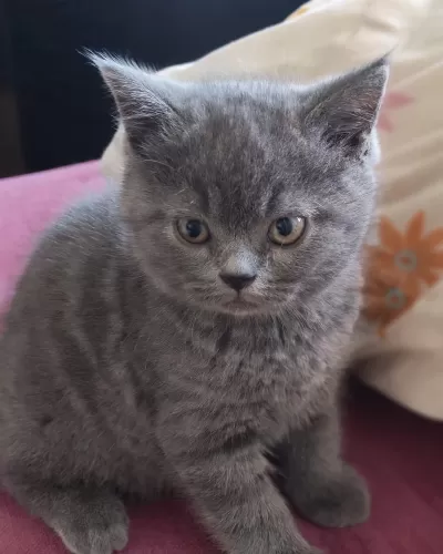 2 Aylık Yavru British Shorthair Ücretsiz