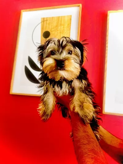 Yorkshire Terrier Köpeğimiz