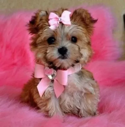 Morkie Yavrularımızı Canlı Görerek Alabilirsiniz