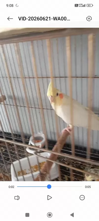 Dişi Lutino Sultan Papağanı