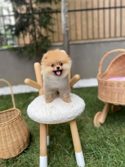 Sağlıklı Pomeranian Boo Yavrular
