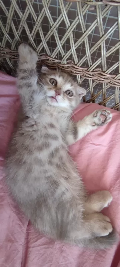 2 Aylık Scottish Fold Yavru