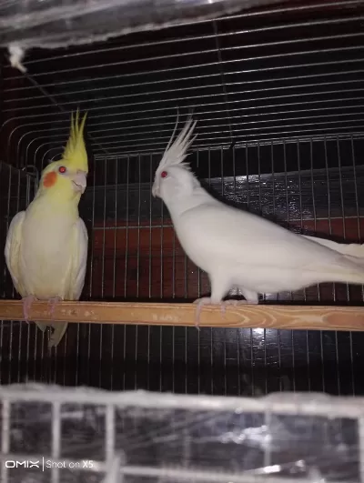 Albino Ve Lutino Takım Sultan Papağanı