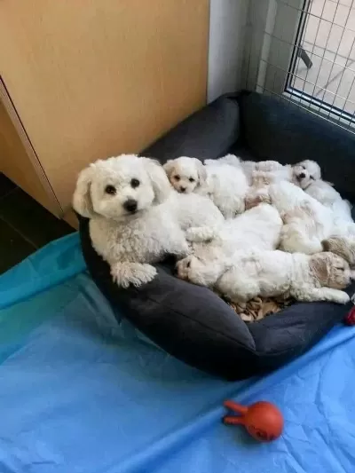 Maltese Terrier Yavrularımız Canlı Görerek Alabilirsiniz