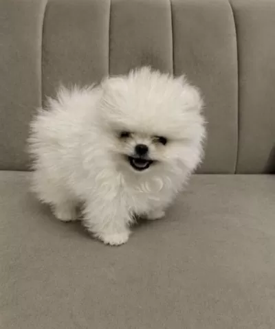 Pomeranian Boo Full Aşili