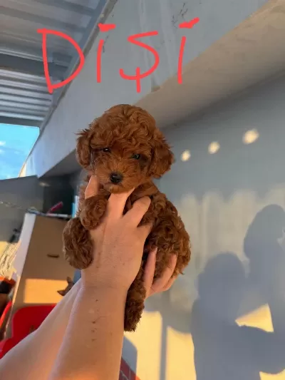 2 Dişi Ve 1 Erkek Toy Poodle Yavrular