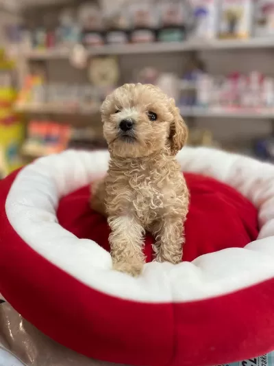 Efsane Güzellikte Hipoalerjenik Teacup Maltipoo