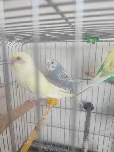 2 Aylik Kuşlar Ve Yeni Yeme Düşmüş Yavrular