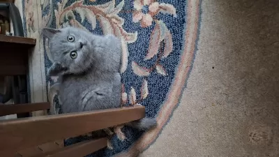 British Shorthair Dişi Kedimiz