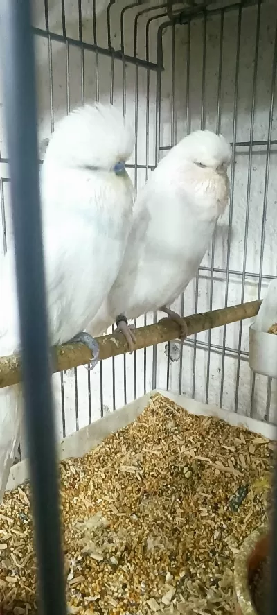 Muhabbet Kuşu Show Jumbo