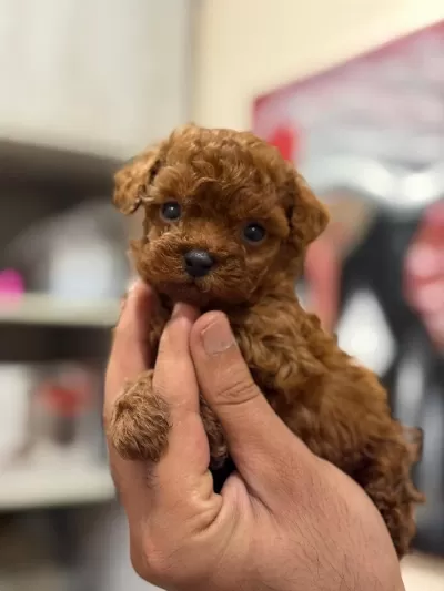Teacup Korea Poodle Saglik Ve Kg Garantili Wc Egitimli