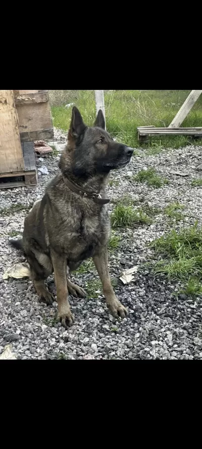 K9 Alman Çoban Köpeği