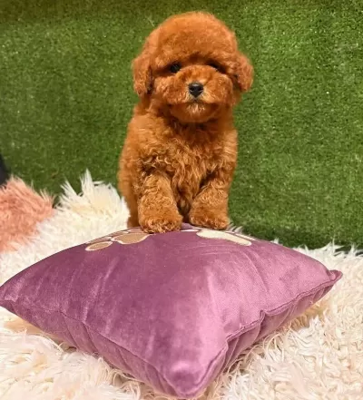 Toy Poodle Yavrularımız