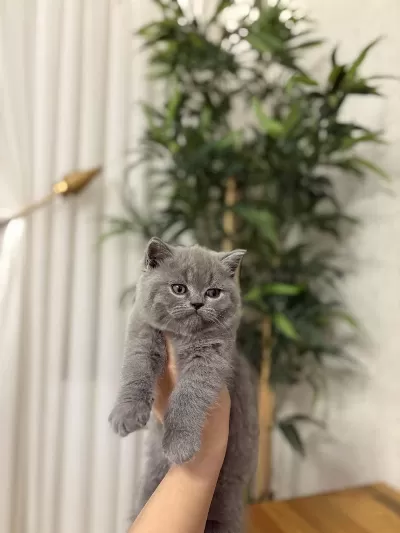 First Class British Shorthair Yavrularim