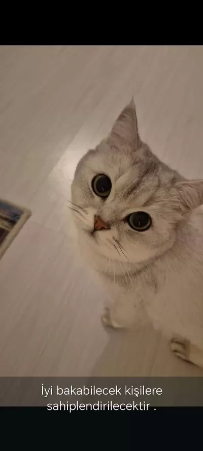 5 Yaşında Kısır Erkek British Shorthair Oyuncu