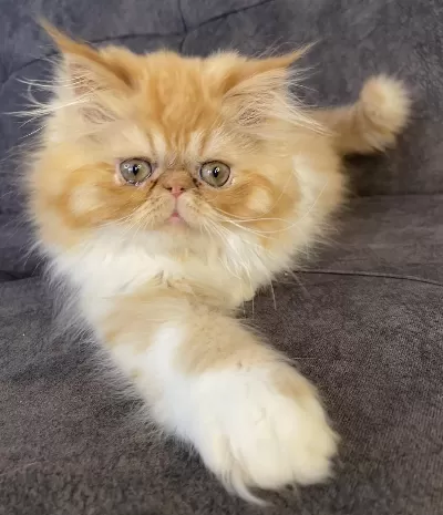 Doll Face Ev Ortamında Büyümüş Safkan İran Yavrusu