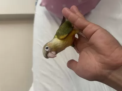3 Aylık Konur Papağanı El Besleme Dişi