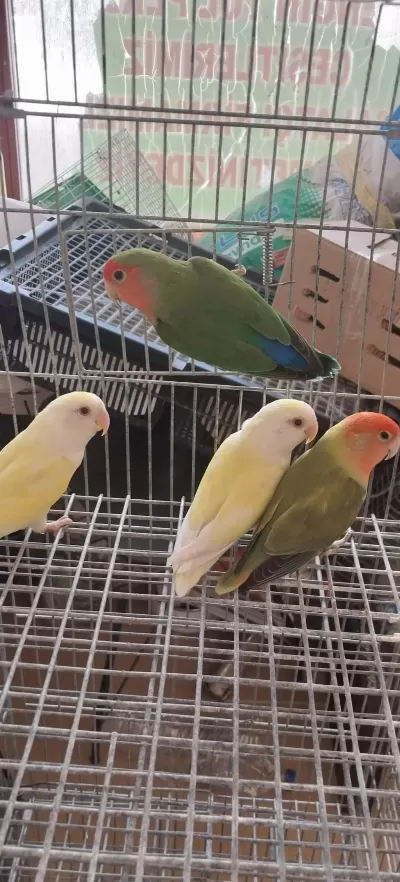 3 Aylık Yavru Sevda Papağanı
