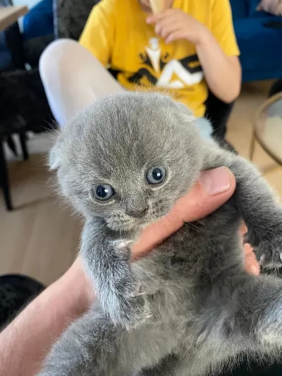 Scottish Fold Ve Straight