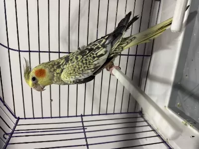 Erkek Çok Güzel Jumbo Sultan Al Götür Kaçırma