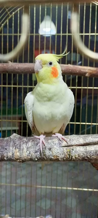 Sultan Papağanı Lutino