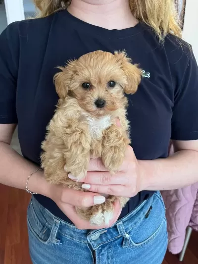Maltipoo Yavruları Evde Büyüyen Bebeklerim