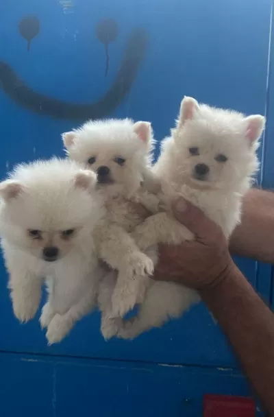 Pomeranian Yavrular İrk Sağlık Garantili