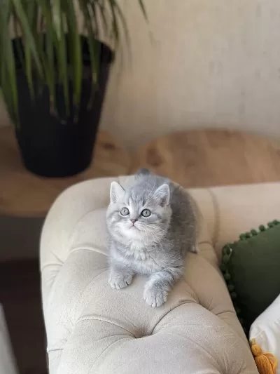 Sosyal Ve Üst Düzey Kalite British Shorthair