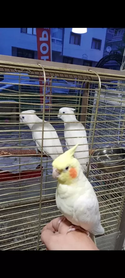 Sultan Papağanı Evcil Kuşlar