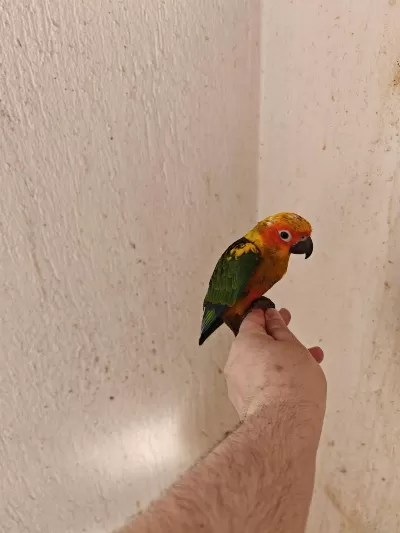 El Besleme Güneş Konur Papağani