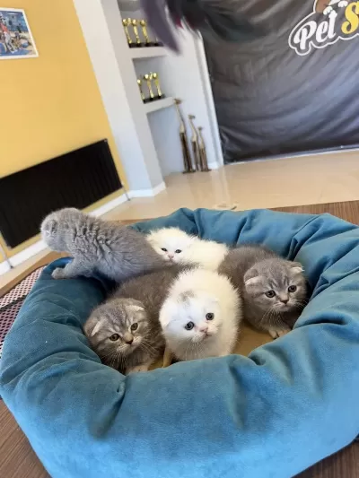 Top Kafa Scottish Fold Yavrulari Fenomen Pet Shop