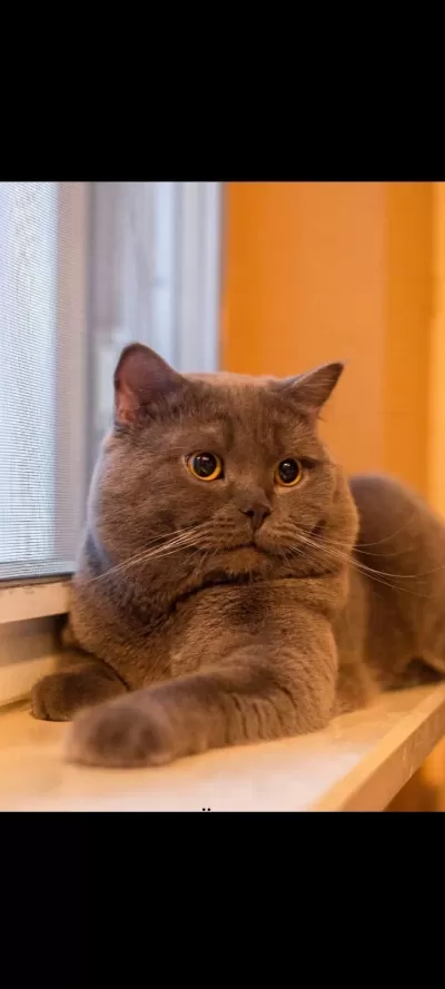 Sahibinden British Shorthair 6 Yaşında