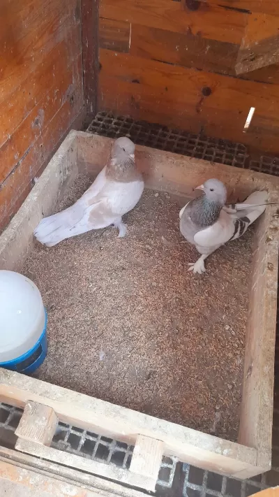 Limon Sari Erkek Güvercin 81 İle Gönderim Yapariz