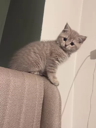 British Shorthair 3 Aylık Erkek