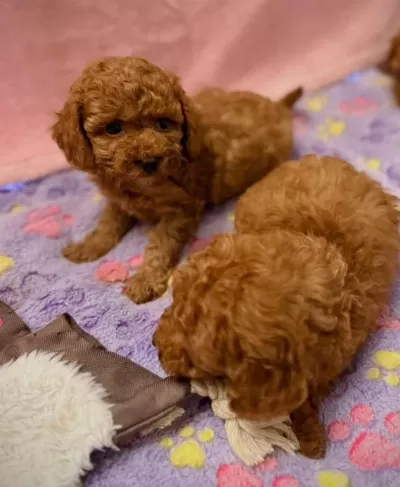 Toypoodle Yavrularımız