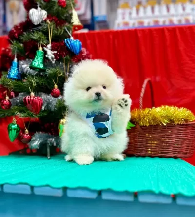 Safkan Pomeranian Boo Yavrularımız