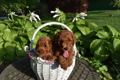 Boy Ve Kg Ram Garantili Aşılı Pasaportlu Toy Poodle