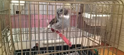 Erkek Beşiktaşlı Tepeli Gloster Kanarya