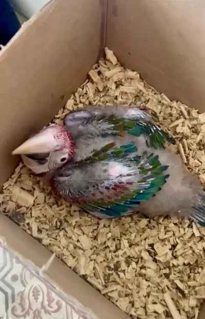 1.5 Aylık Bebek Kırmızı Macaw Papağanı Resmi Belgeli