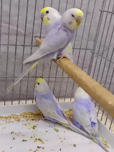 Rainbow Muhabbet Kuşu Yavruları
